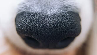 Keith and Tony - Man Carries Shelter Dogs Around In Backpack To Get Them Adopted