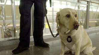 NYPD Unveils 2026 Canine Calendar To Support Charities