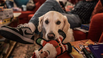 Crash - 12 Days of Dogmas