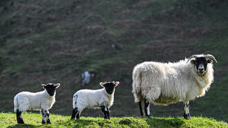 Criminals: A Lady Stole a Leg of Lamb and Used It as a Weapon