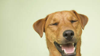 Your Daily Dog Video will make you so happy today! 