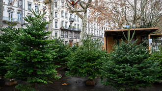 People Are Obsessed with Seeing Christmas Tree "Nudes" Online