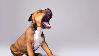 Happy Go Caroling Day!