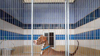 Adopting Animals with Dr Apryl Steele Chairperson of Humane Colorado