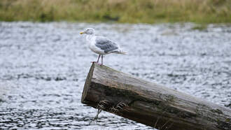 The Rod Ryan Show - Here's a Christmas Tradition to Try: The Pooping Log