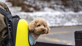 Man Carries Shelter Dogs Around NYC In Backpack To Get Them Adopted