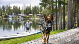 These days, DO NOT ASSUME YOU ARE SAFE ANYWHERE! Your Daily Dog Video