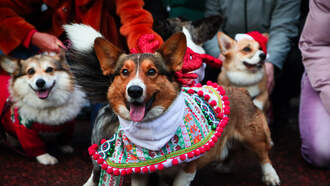 There's Going to Be a Pet Lovers' Choice Awards, and Your Pet...