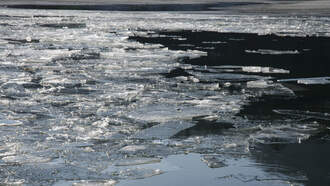 Injured Ram Rescued from Mohawk River Ice in Colonie