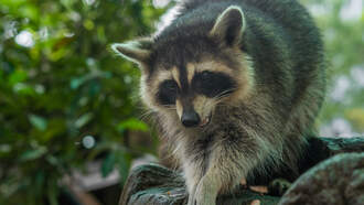 Keith and Tony - Raccoon Falls Through Restaurant Ceiling And Bites Diner