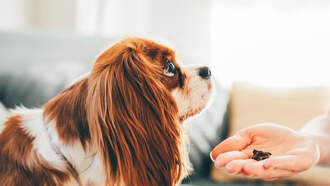Happy National Cookie Exchange Day!