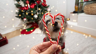 Chris Davis - Happy National Candy Cane Day!