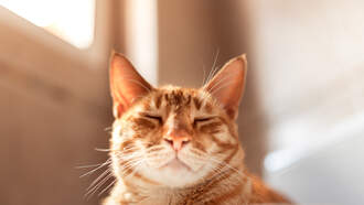 Cat Missing Since Hurricane Helene Reunites With Family 443 Days Later