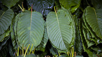 Hochul Signs Law Regulating Kratom Sales in New York