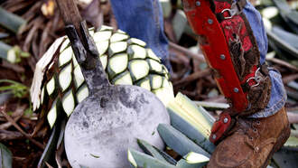 Thieves Target Agave Leaves in Southern California