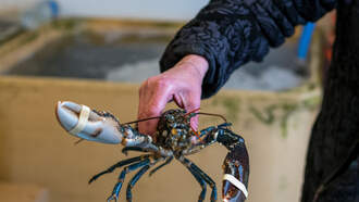 FBI Investigating Lobster Thieves?!