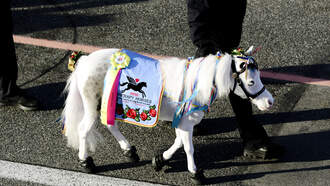 Mini Therapy Horses Bring Comfort After Wildfires, Set for Rose Parade