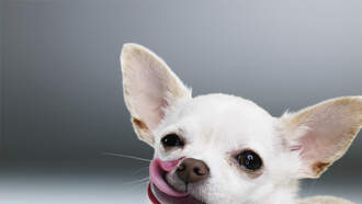 Your Daily Dog Video is back! 