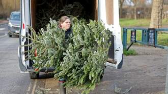 Community Connect: Recycle Your Christmas Tree for Free Mulch