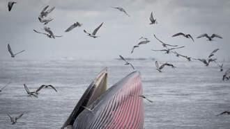 National News - Freediver Captures Stunning Footage Of Giant Whale Eating Swarm Of Sardines