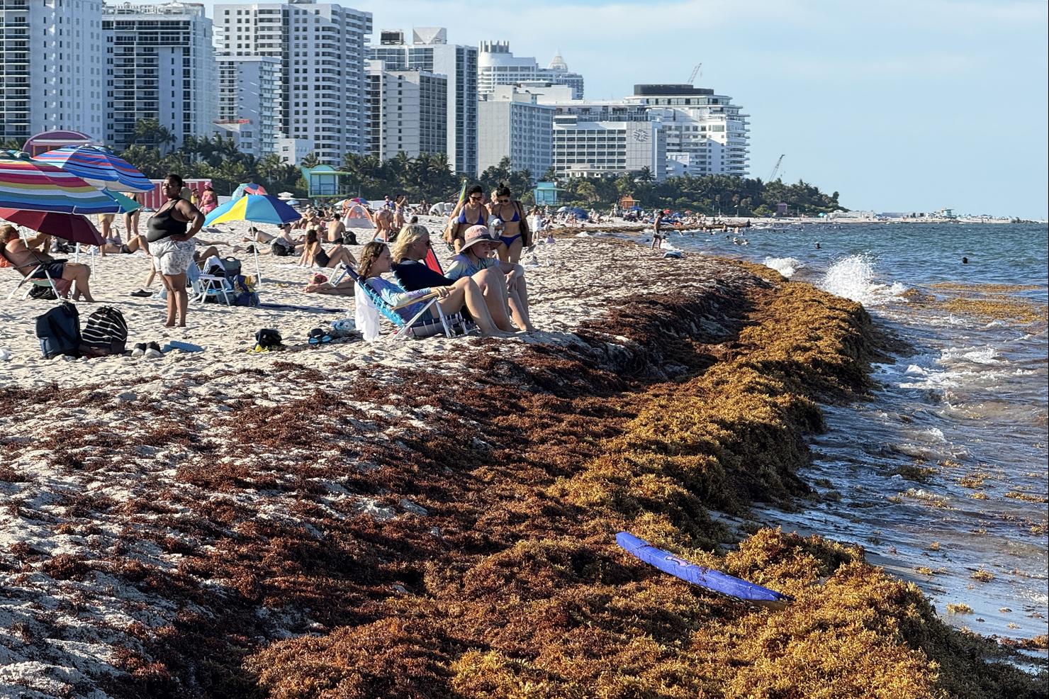 US-ENVIRONMENT-SEAWEED