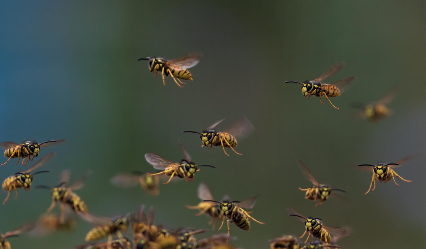 a small swarm of dangerous insects striped wasps flying in a summer garden against the background of greenery