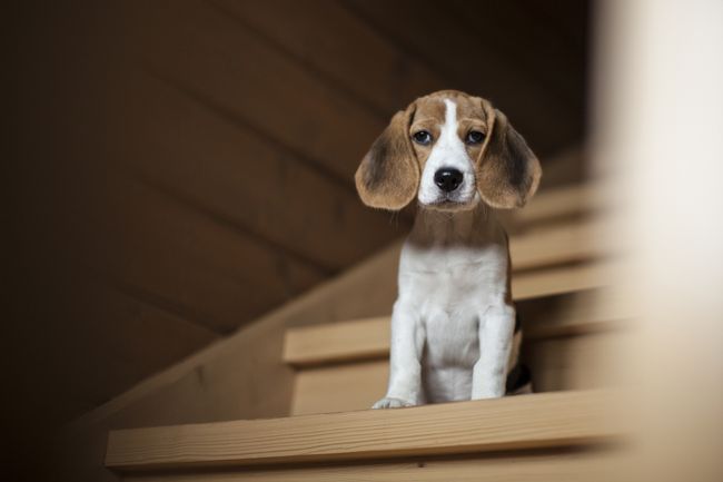 Cute little beagle puppy.