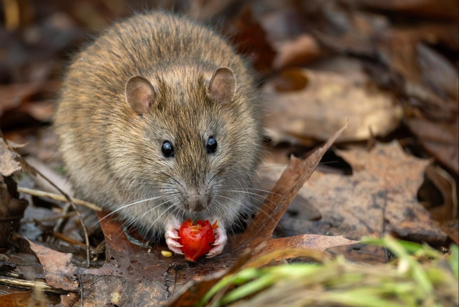 Cute brown rat (Rattus norvegicus)