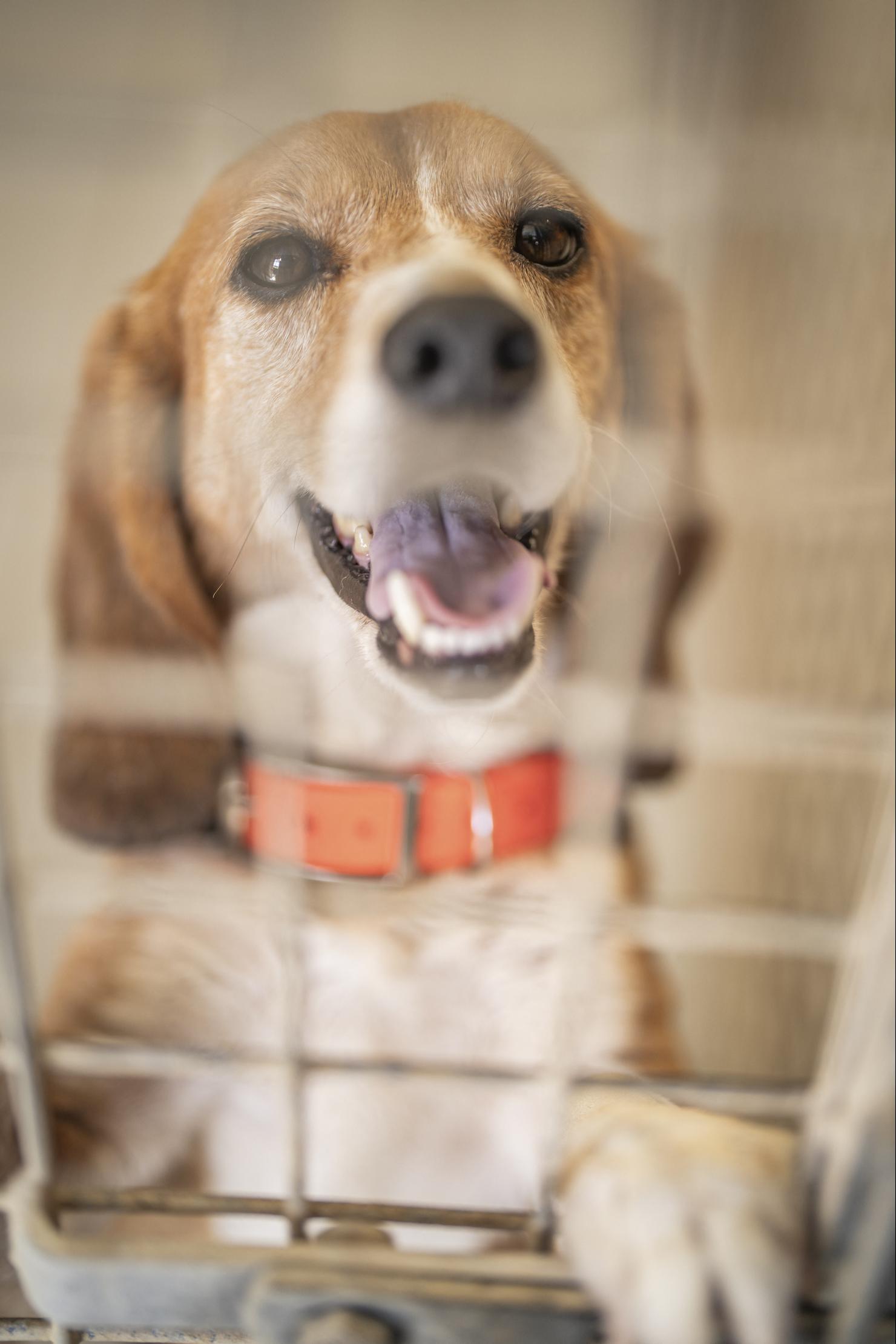 FRANCE-REFUGE-SPA-ANIMAL-SHELTER-ABANDONNED-DOG