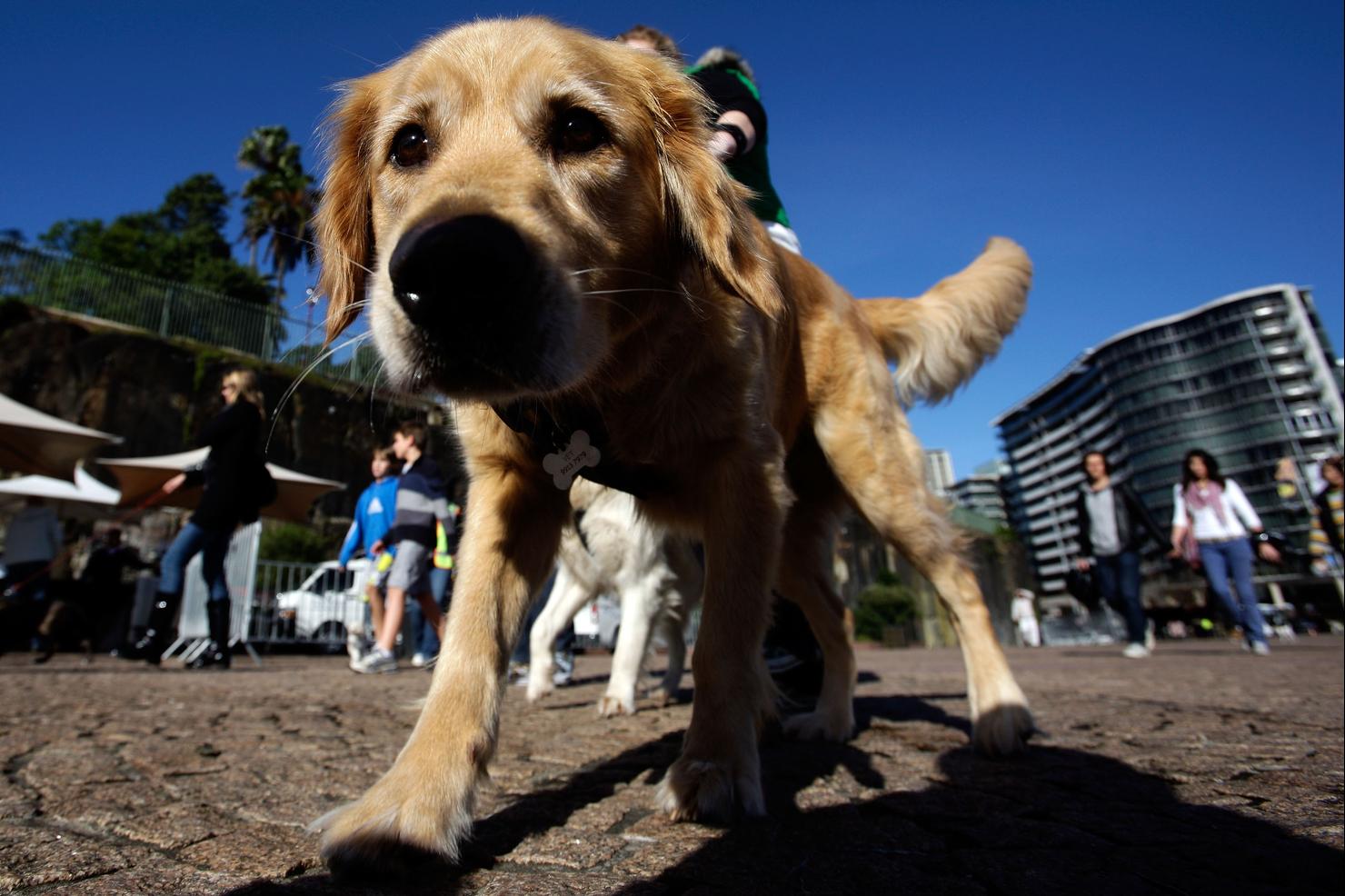 Music For Dogs At Vivid LIVE