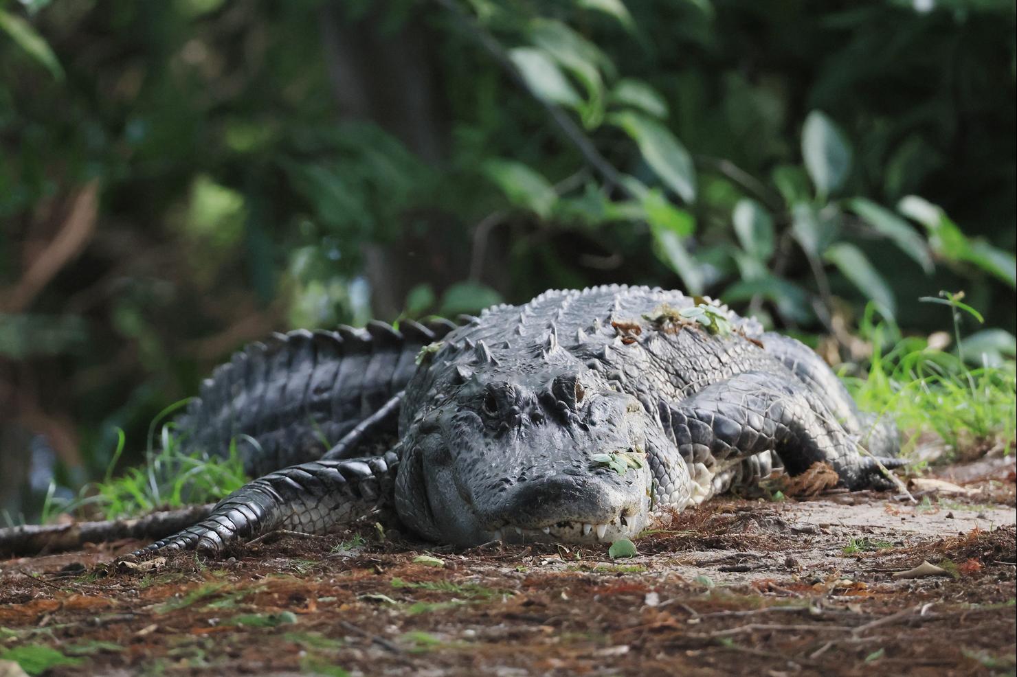 Florida Wildlife And Daily Life Scenes