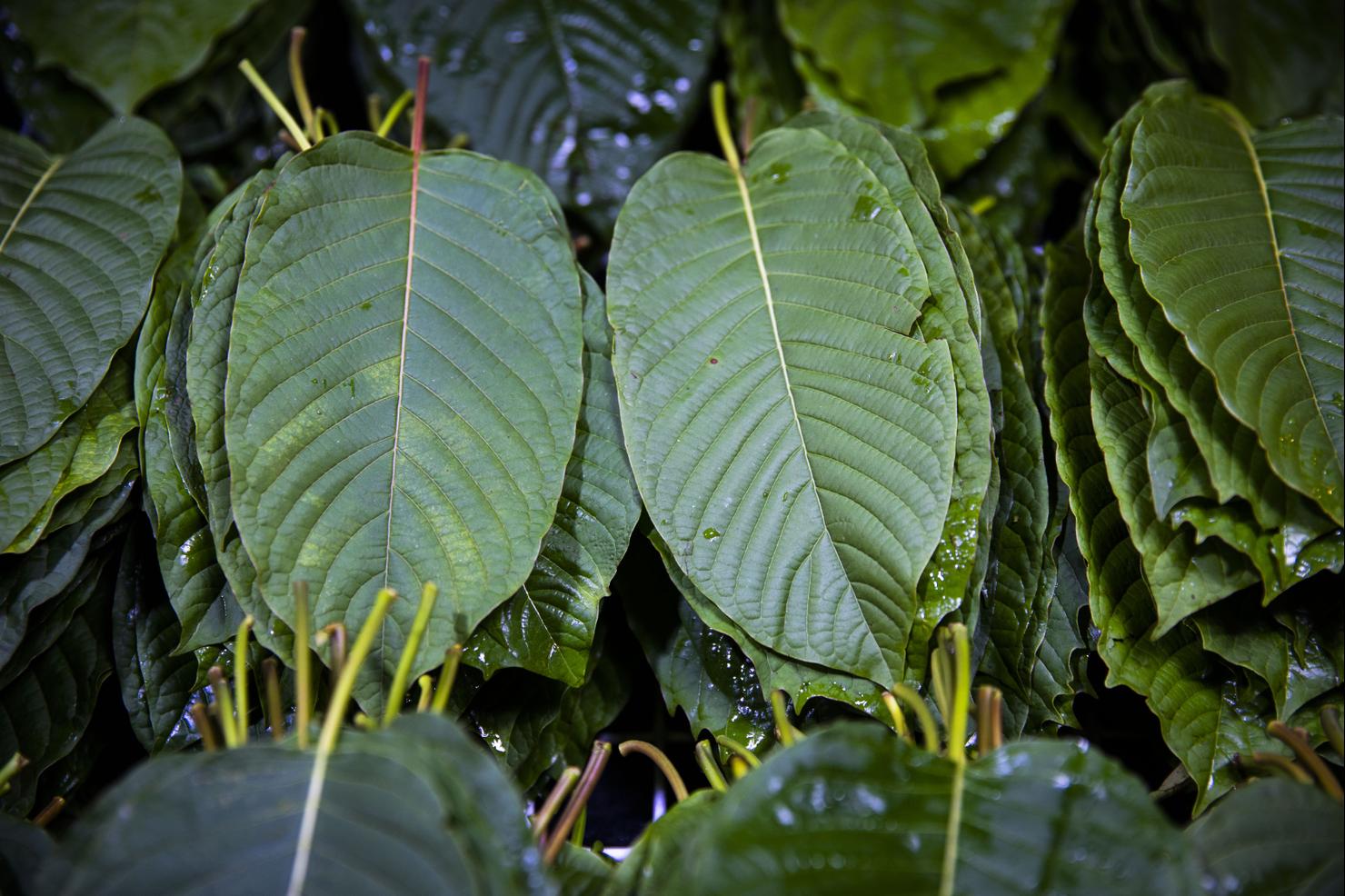 Bars Make Kratom Cocktails To Stay Afloat As Alcohol Bans Persist