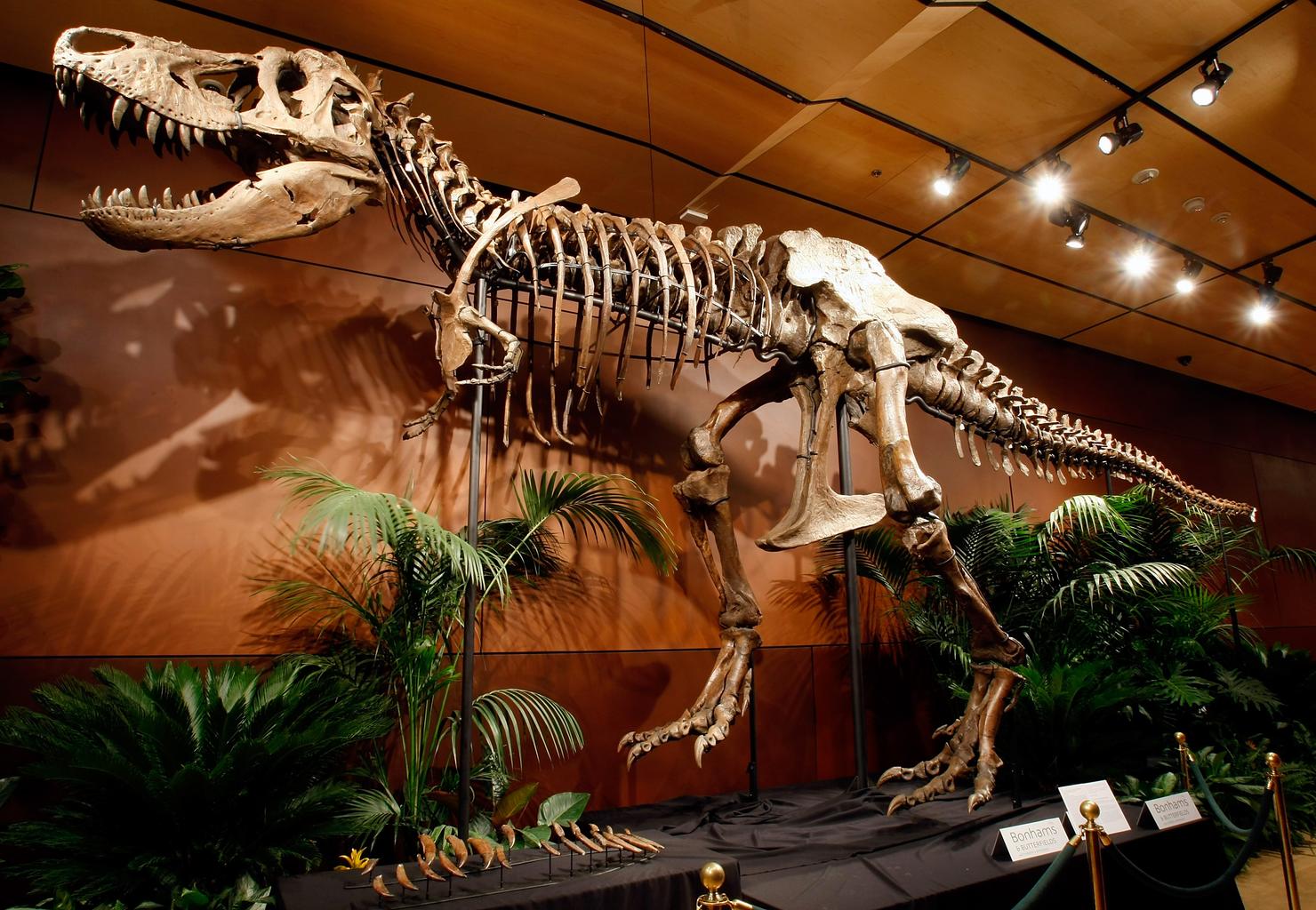 Tyrannosaurus Rex Skeleton To Be Auctioned Off In Las Vegas