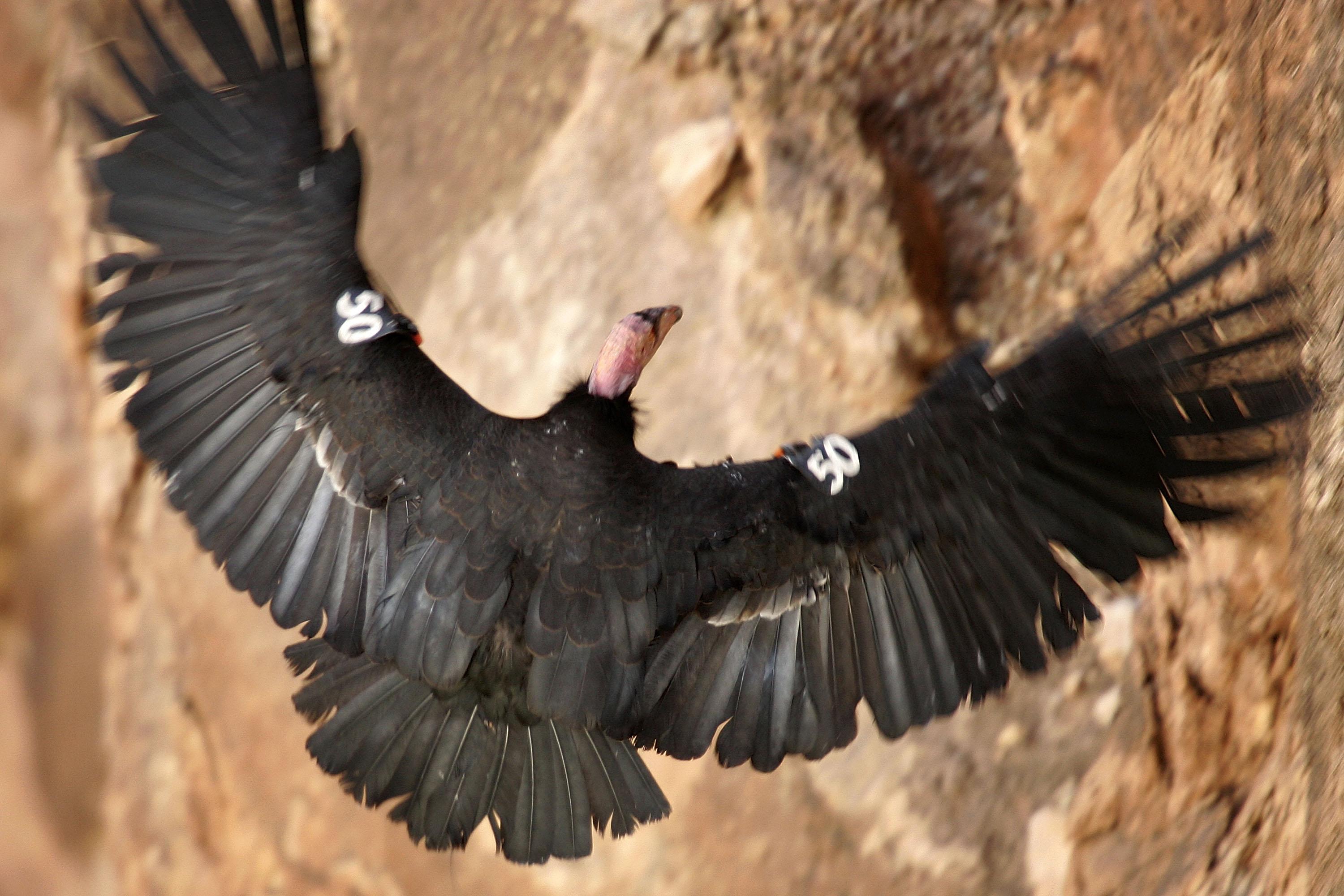 Seven Condors Released Into The Wild In Northern California | iHeart