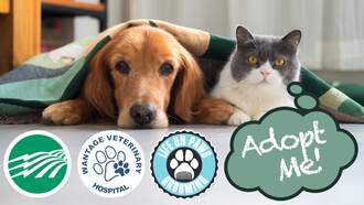 Check out our Adoptable Pet of the Week from Father John's Animal House