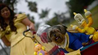 The Cutest Pet Halloween Costumes Everyone’s Talking About This Year 