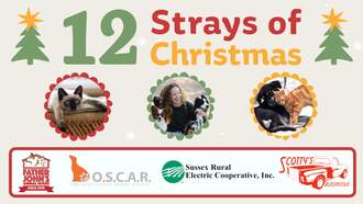 Let's Help Pets Find Their Fur-Ever Home This Holiday Season