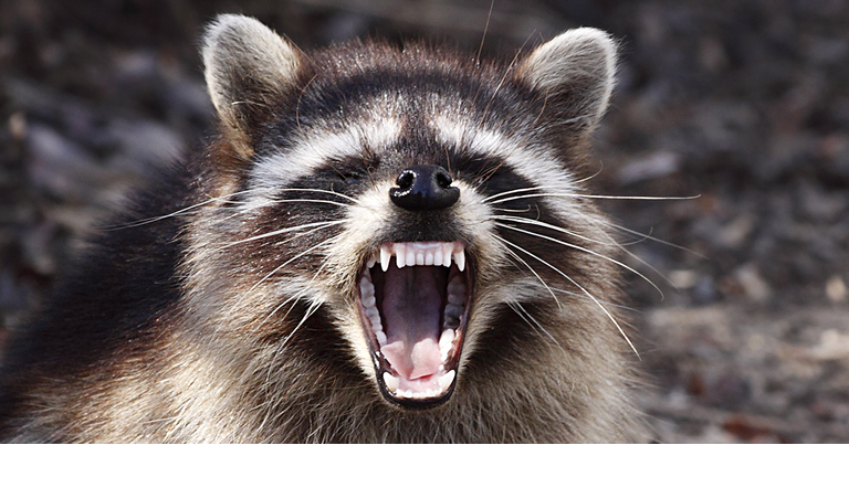 raccoon