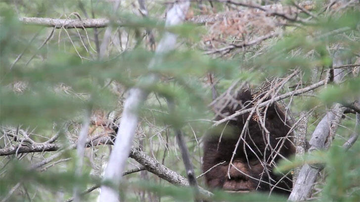 Todd Standing Sasquatch Images | Coast to Coast AM