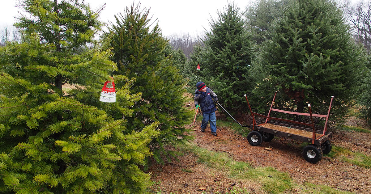 How To Choose The Best Christmas Tree - Thumbnail Image