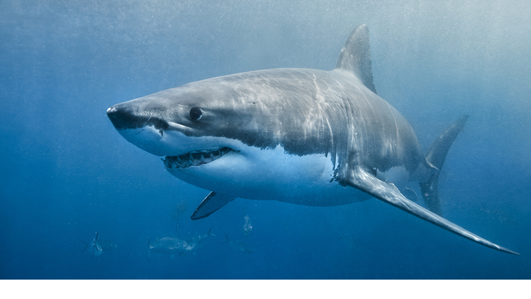 Great White Shark