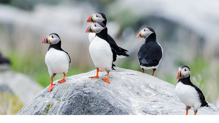 New England Puffins