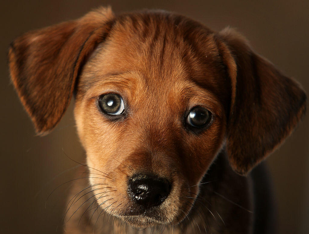 A seven week old Daschund cross puppy waits to be re-homed at the Cheshire Dogs Home on January 4, 2010 in Warrington, England. The puppy is one of hundreds waiting for a new home at the Manchester and Cheshire Dogs Home and other animal shelters across Britain. There has been a  huge surge in the number of abandoned pets over the Christmas and Winter period..