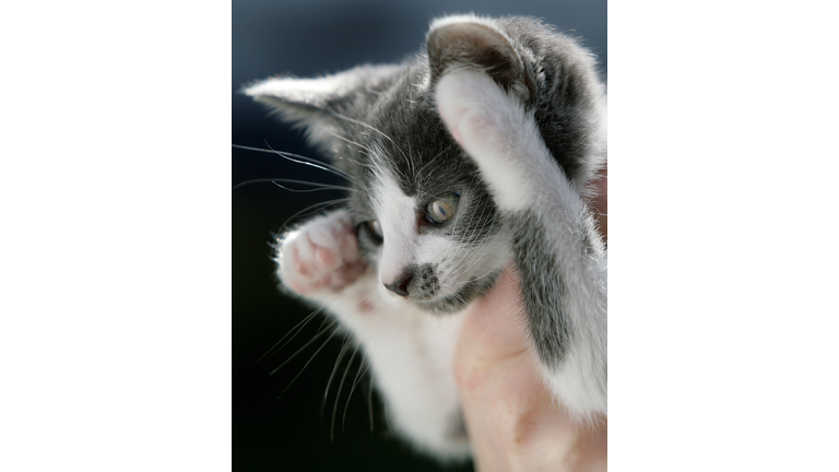 Man Finds Missing Cat In Shelter While Looking For New One