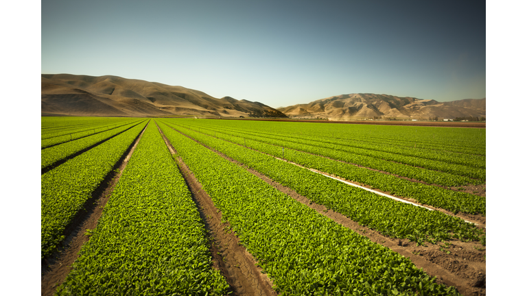 Crops grow on fertile farm land