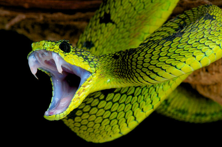 Snakes are perfectly adapted predators. Able to strike with power,speed and in this case venom as well. Pictured is a Great Lakes Bush Viper / Atheris nitschei.