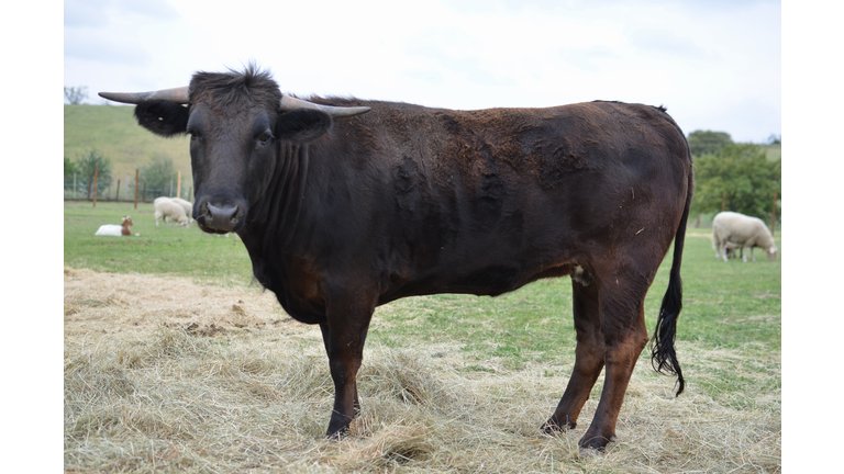 Portrait of bull standing in pasture