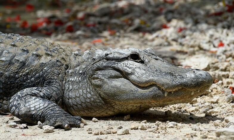 Gator attacks couple in pool - Thumbnail Image
