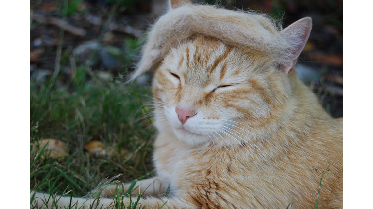 Trump cat