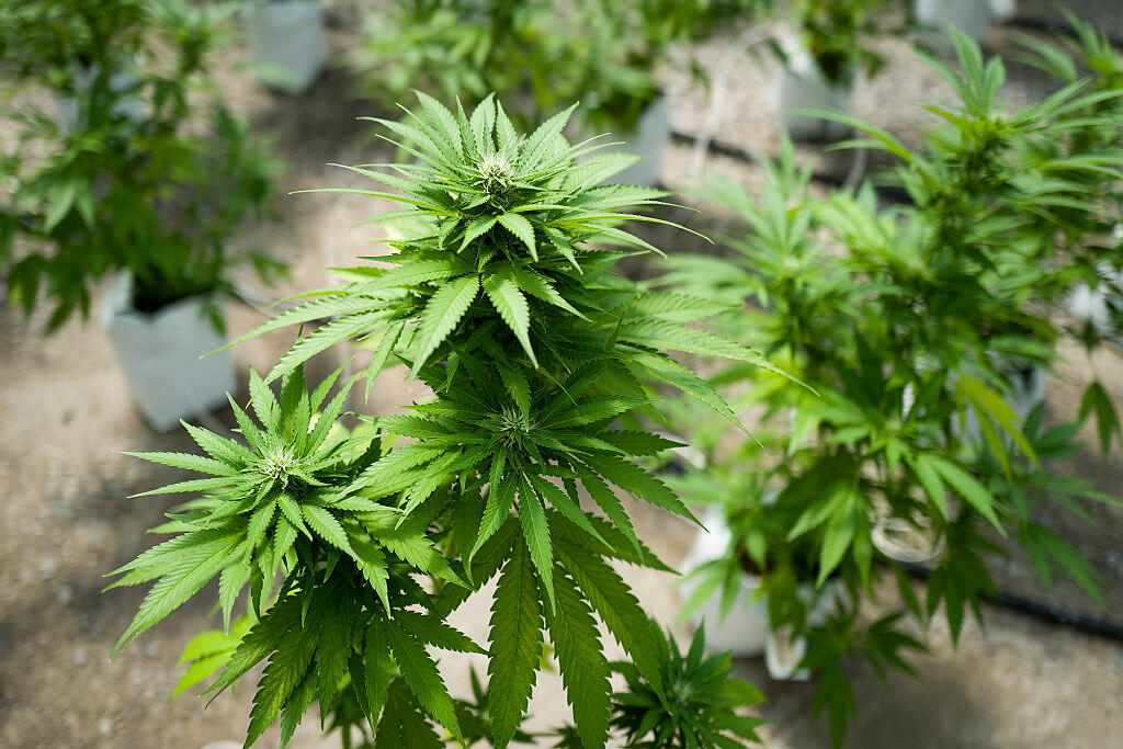 JOHNSTOWN, NY - AUGUST 19: Cannabis plants grow in the greenhouse at Vireo Health's medical marijuana cultivation facility, August 19, 2016 in Johnstown, New York. New York state lawmakers voted to legalize marijuana for medical use in 2014 and the law took effect in January 2016. Currently, five organizations are allowed to grow and sell the drug for medical use in the state. New York's new law only allows people with 'severe debilitating or life threatening conditions' to obtain marijuana for medical use. (Photo by Drew Angerer/Getty Images)